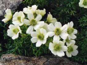 Clematis marmoraria